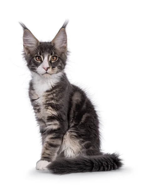 Blue Tabby Maine Coon Cat Kitten Sitting Side Ways Tail — Foto Stock