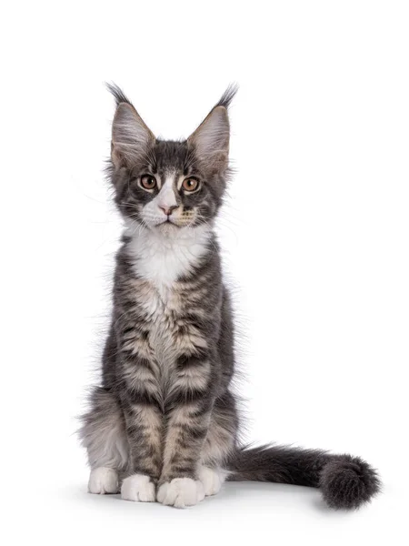 Blue Tabby Maine Coon Cat Kitten Sitting Facing Front Looking — Stockfoto