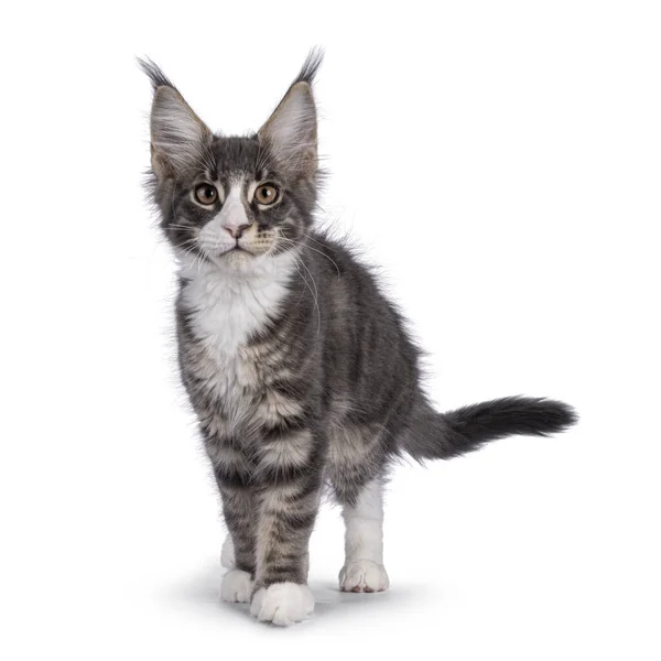 Blue Tabby Maine Coon Cat Kitten Standing Facing Front Looking — Zdjęcie stockowe