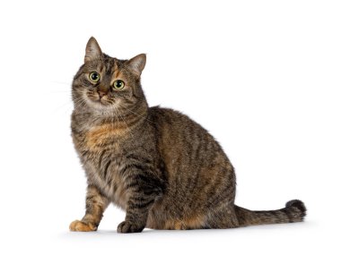 Tatlı tortie ev kedisi, yan yana oturuyor. Kameraya doğru bakıyorum. Beyaz bir arkaplanda izole edilmiş.