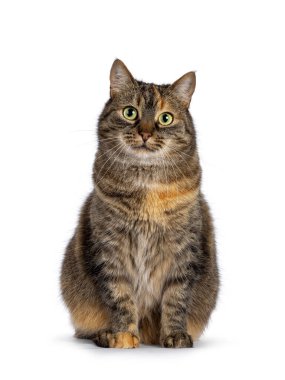 Tatlı tortie ev kedisi, yüzü önde oturuyor. Kameraya doğru bakıyorum. Beyaz bir arkaplanda izole edilmiş.