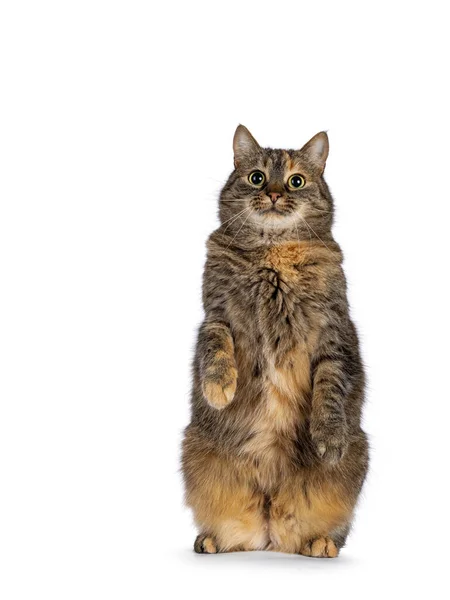 Sweet Tortie House Cat Sitting Facing Front Hind Paws Meerkat — Stock Photo, Image