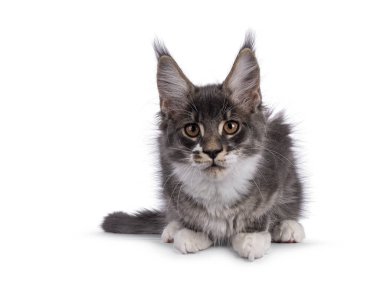 Mavi tekir kuşu, beyaz pençeli kedi yavrusu. Yüzü öne dönük. Kameraya doğru bakıyorum. Beyaz bir arkaplanda izole edilmiş.