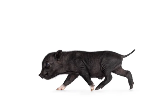 Bonito Dias Idade Preto Mini Leitão Barriga Porco Correndo Caminhos — Fotografia de Stock