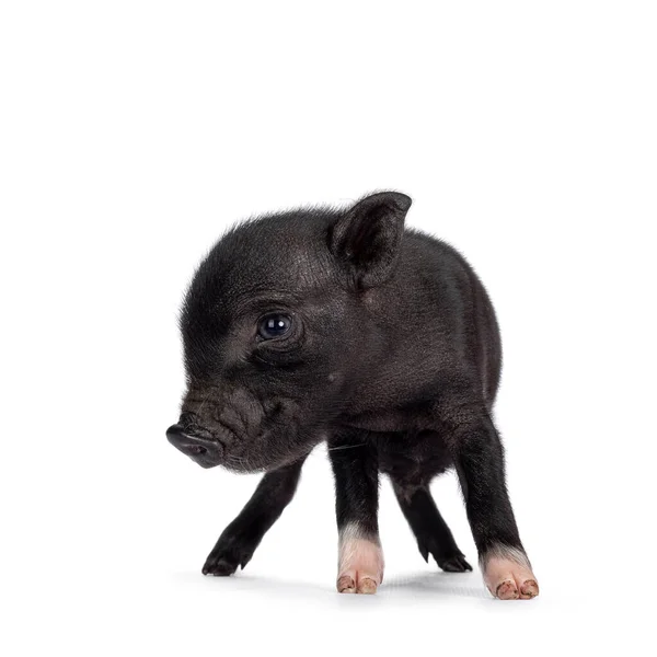 Schattig Dagen Oud Zwart Mini Potbuikvarken Naar Voren Gericht Kijk — Stockfoto