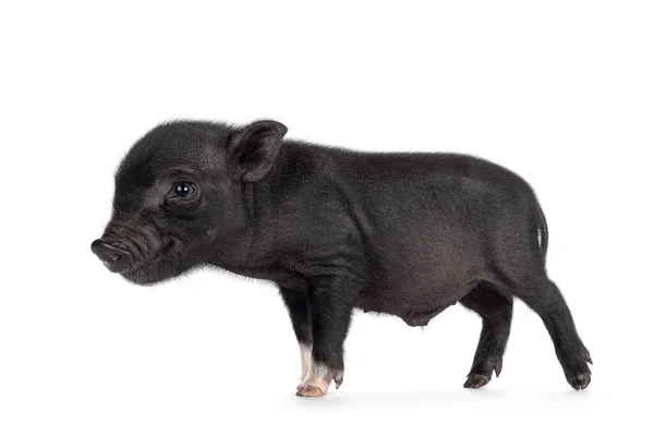 Schattig Dagen Oud Zwart Mini Potbuikvarken Zijdelings Staand Kijk Naar — Stockfoto