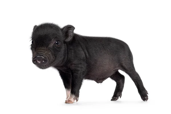 Schattig Dagen Oud Zwart Mini Potbuikvarken Zijdelings Staand Kijk Naar — Stockfoto