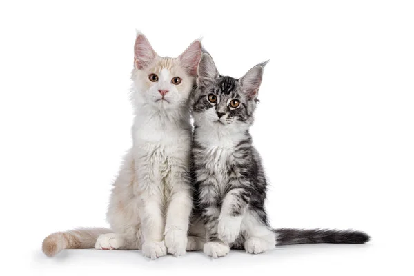 Duo Maine Coon Cat Kittens Sitting Together Looking Camera Isolated — Zdjęcie stockowe