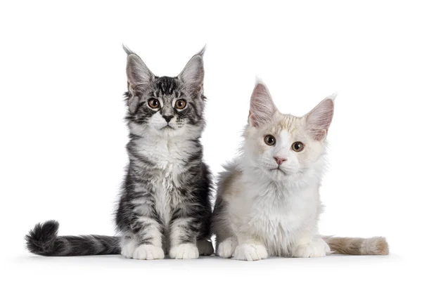 Duo Von Maine Coon Katzenkätzchen Sitzend Und Liegend Zusammen Blick — Stockfoto