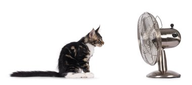 Expressive black tabby Maine Coon cat kitten, sitting side ways looking towards metal ventilator. Looking curious towards camera. Isolated on a white background.