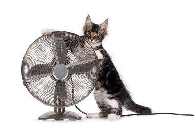 Expressive black tabby Maine Coon cat kitten, holding up metal ventilator. Looking curious towards camera. Isolated on a white background.
