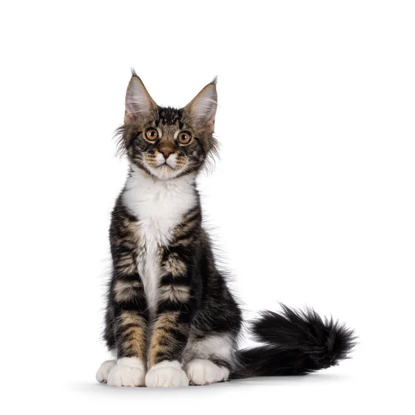 Expressive Black Tabby Maine Coon Cat Kitten Sitting Facing Front — Zdjęcie stockowe