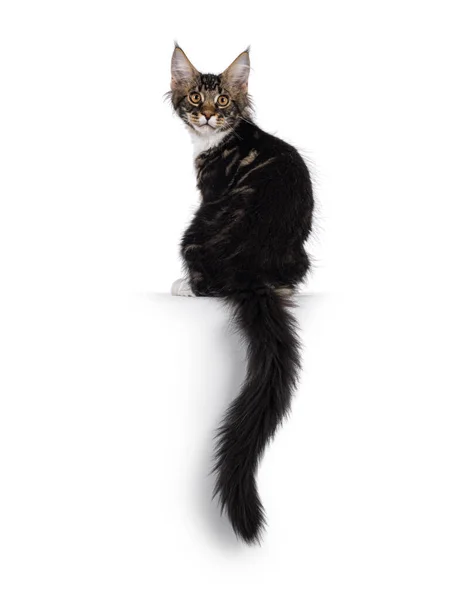 Expressive Black Tabby Maine Coon Cat Kitten Sitting Backwards Tail — Stockfoto
