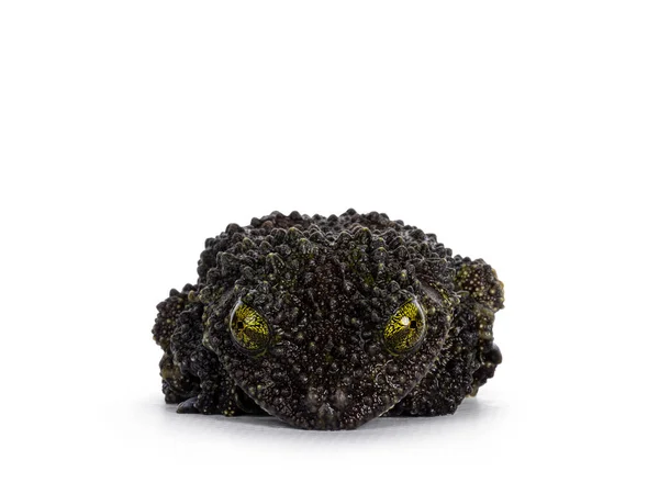 Mossy Frog Aka Theloderma Corticale Laying Flat Surface Isolated White — Stock Photo, Image