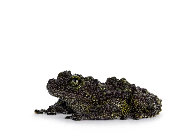 Mossy Frog Aka Theloderma Corticale Laying Side Ways Isolated White — Stock Photo, Image