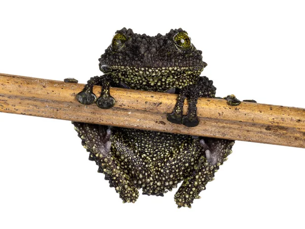 Mossy Frog Aka Theloderma Corticale Sitting Wooden Stick Isolated White — Stok fotoğraf