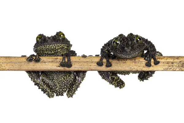 Two Mossy Frogs Aka Theloderma Corticale Sitting Wooden Stick Isolated — Stock fotografie