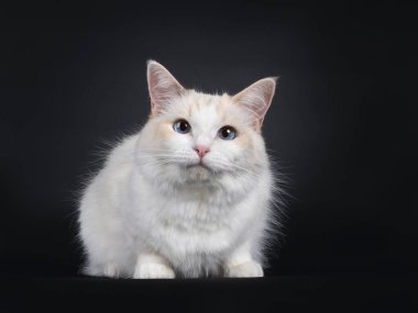 Genç mavi tortie Ragdoll kedi, yüz üstü yere yatıyordu. Gökyüzü mavisi gözleriyle kameraya doğru bakıyor. Siyah bir arkaplanda izole edilmiş.
