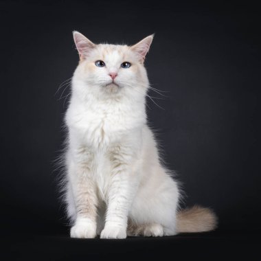 Young adult blue tortie Ragdoll cat, sitting up facing front. Looking beside camera with sky blue eyes. Isolated on a black background.
