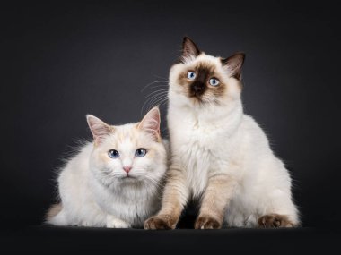 Genç mavi tortie Ragdoll kedi ve fok yavrusu kedi uzanmış, yan yana oturuyorlar. Gökyüzü mavisi gözleriyle kameraya doğru bakıyor. Siyah bir arkaplanda izole edilmiş.