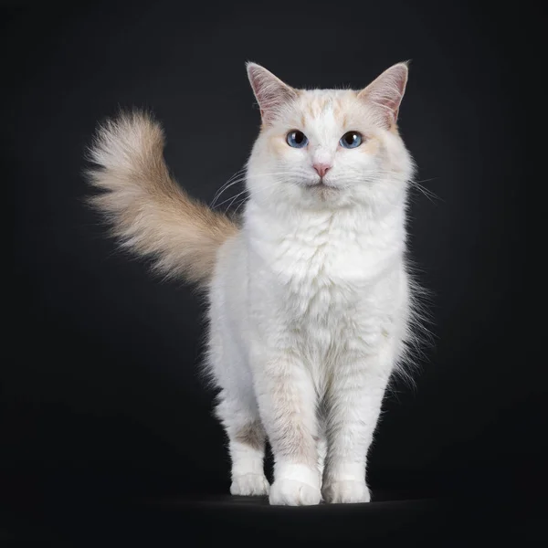 Young Adult Blue Tortie Ragdoll Cat Standing Proudly Facing Front — стоковое фото