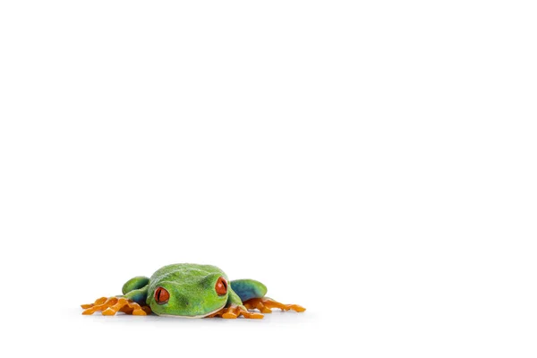 Vibrant Red Eyed Tree Frog Aka Agalychnis Callidryas Laying Flat — 图库照片