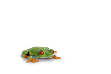 Vibrant Red-eyed tree frog aka Agalychnis callidryas, laying flat on surface. Isolated on a white background.