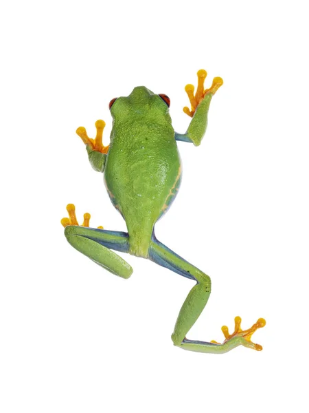 Top View Vibrant Red Eyed Tree Frog Aka Agalychnis Callidryas — Stock fotografie