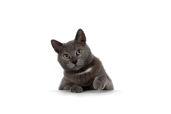 Handsome Gray House Cat Sitting Edge Peeping Edge One Paw — Fotografia de Stock