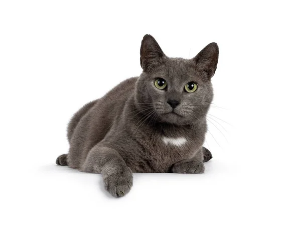 Schöne Graue Hauskatze Die Sich Auf Die Kante Legt Blickt — Stockfoto