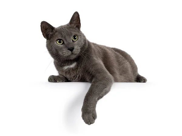 Przystojny Szary Kot Leżący Łapą Krawędzi Patrząc Prosto Kamerę Dojrzałymi — Zdjęcie stockowe