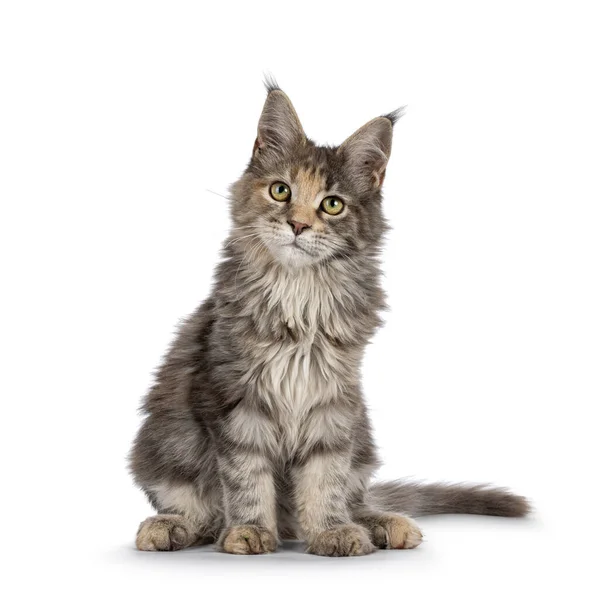Cute Blue Tortie Maine Coon Cat Kitten Sitting Front Looking — 图库照片