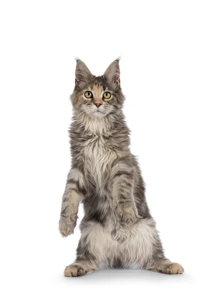 Cute Blue Tortie Maine Coon Cat Kitten Dacing Paws Hing — Stock Photo, Image