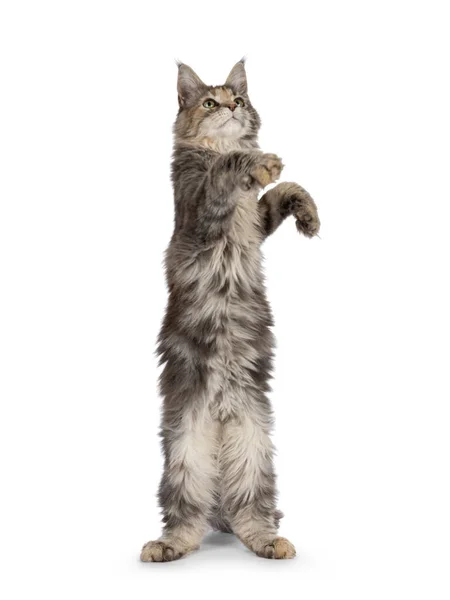 Cute Blue Tortie Maine Coon Cat Kitten Dacing Paws Hing — Stock Photo, Image