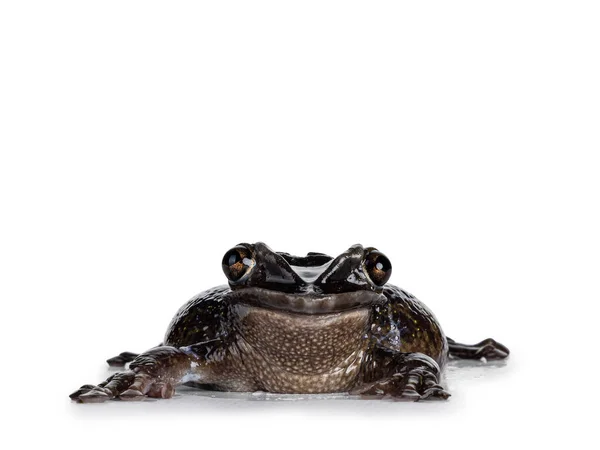 Yucatan Casque Headed Tree Frog Aka Triprion Petasatus Sitting Facing — Stock Photo, Image