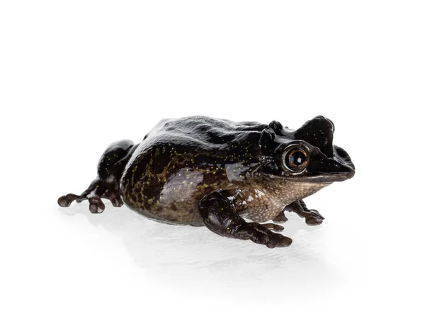 Yucatan Casque Head Tree Frog Aka Triprion Petasatus Siedzi Twarzą — Zdjęcie stockowe