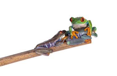 Üç kırmızı gözlü ağaç kurbağası nam-ı diğer Agalychnis callidryas, birbiri üzerine tahta bir çubuğun üzerinde oturuyorlar. Hepsi farklı yönlere bakıyor. Beyaz bir arkaplanda izole edilmiş.