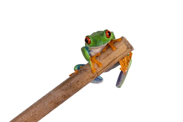 Vibrant Red Eyed Tree Frog Aka Agalychnis Callidryas Sitting Facing — Foto Stock