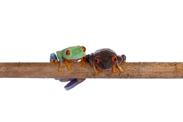 Two Red Eyed Tree Frogs Aka Agalychnis Callidryas Sitting Wooden — Stock Photo, Image