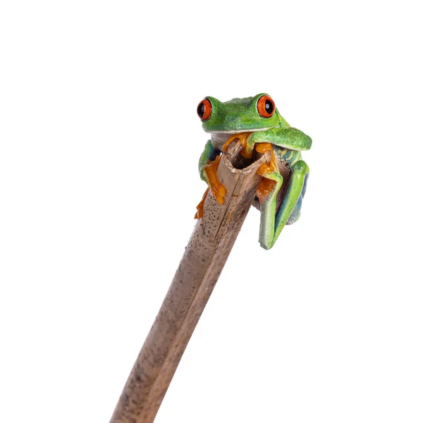 Vibrant Red Eyed Tree Frog Aka Agalychnis Callidryas Sitting Facing — Stockfoto
