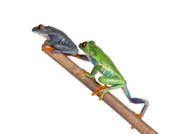 Funny Blue Red Eyed Tree Frogs Aka Agalychnis Callidryas Sitting — Fotografia de Stock