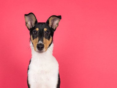 Pürüzsüz Collie köpek yavrusu, dik oturuyor. Kameraya doğru bakıyorum. Karpuz pembe arka planda izole edilmiş..