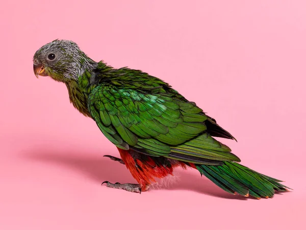 Side view of young Australian King parrot getting feathers. Looking side ways. Isolated on a soft pink background.