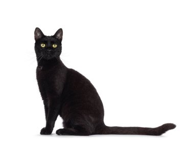 Black adult house cat, sititng up side ways. Looking straight to camera. Isolated on a white background.