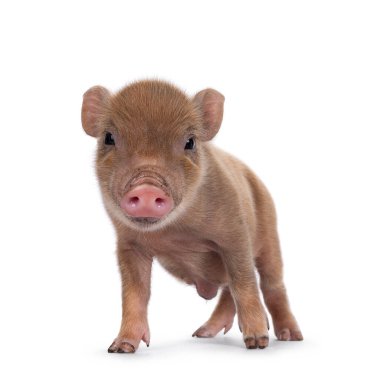 Cute 2 days old red mini potbellied pig, standing facing front. looking straight to camera. Isolated on a white background.