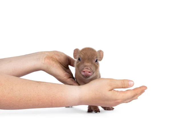 Schattig Dagen Oud Rood Mini Potbuikvarken Zijwaarts Staande Tussen Mensenhanden — Stockfoto