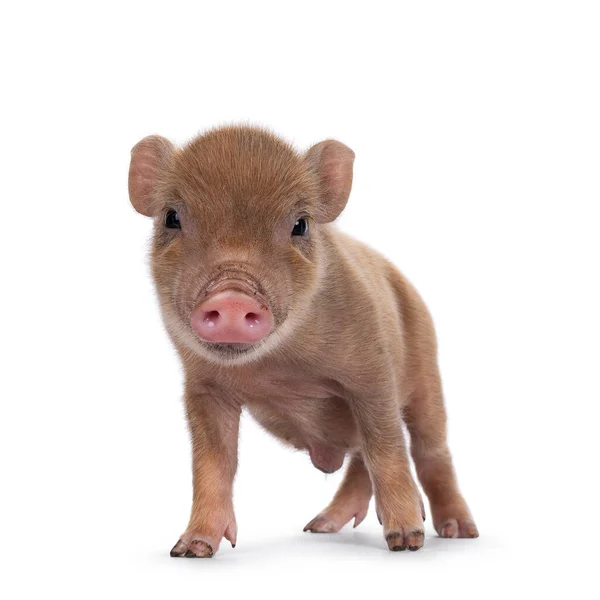 Cute Days Old Red Mini Potbellied Pig Standing Facing Front — Fotografia de Stock