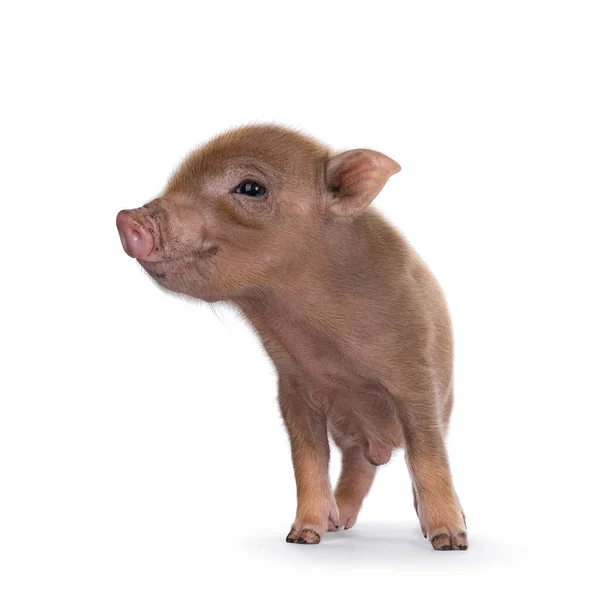 Cute Days Old Red Mini Potbellied Pig Standing Facing Front — Fotografia de Stock