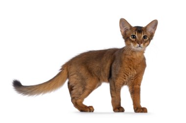 Şirin Somalili kedi yavrusu, yan yana duruyor. Kameraya doğru bakıyorum. Beyaz bir arkaplanda izole edilmiş.