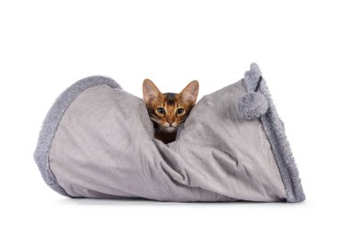 Oyuncak tünelinde oynayan sevimli Somalili kedi yavrusu. Kameraya doğru bakıyorum. Beyaz bir arkaplanda izole edilmiş.